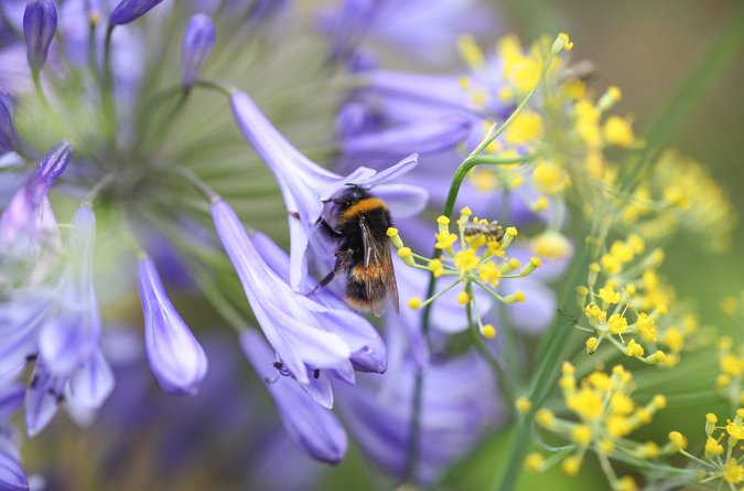 Area Guide Make your garden a haven for wildlife